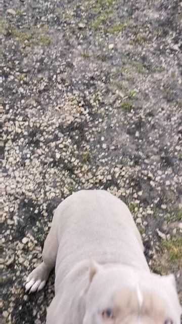 petal_20250130_153223.mp4