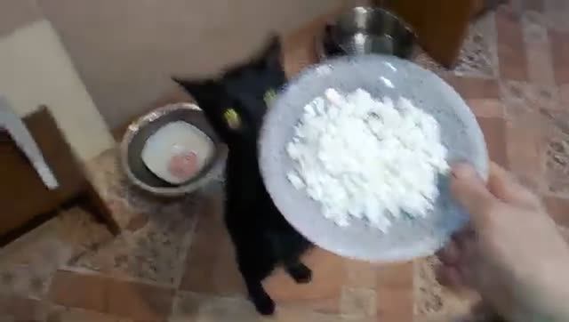 Едят ли коты творог
