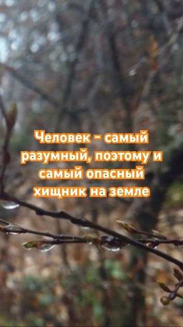 Хищник