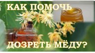 Как помочь дозреть мёду?