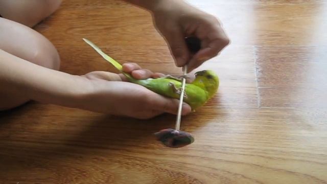 BudgieOlympics - Weight Lifting (20 grams)