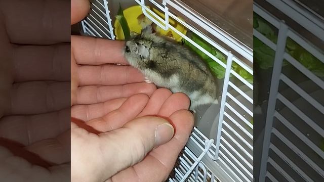 Играем с хомячком