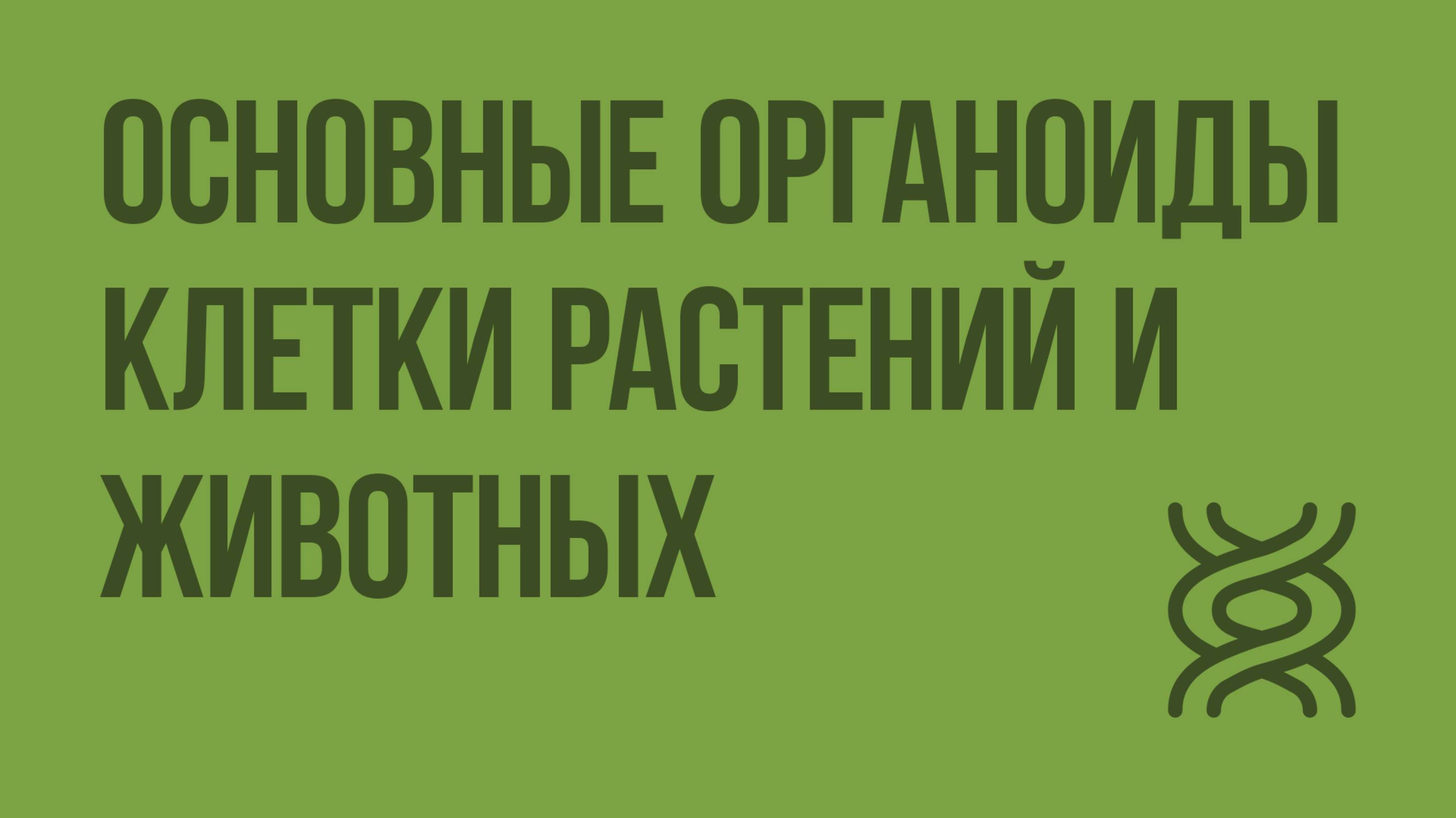 Основные органоиды клетки растений и животных. Видеоурок по биологии 9 класс