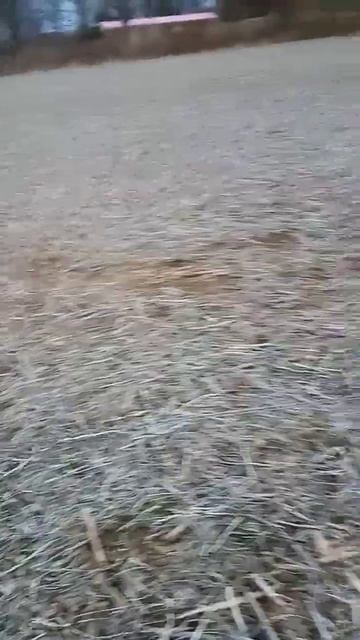 craftsman GT600 pulling log through the cornfield