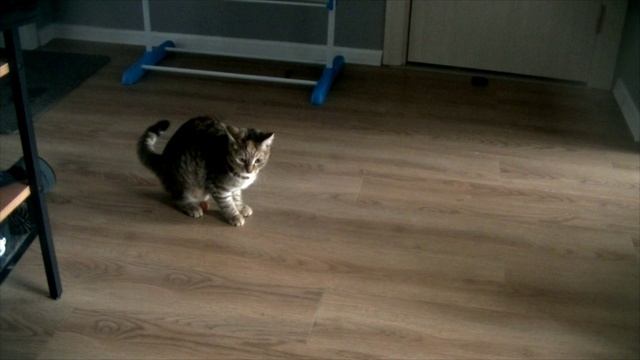 дрессировщики