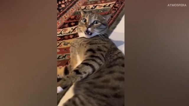 🔥 ЛУЧШИЕ ПРИКОЛЫ 2025 🔥 Угар до слез! 😱 Тест на психику 🧠 Мемы 💥 Смешные видео  😂 Coub. 💖