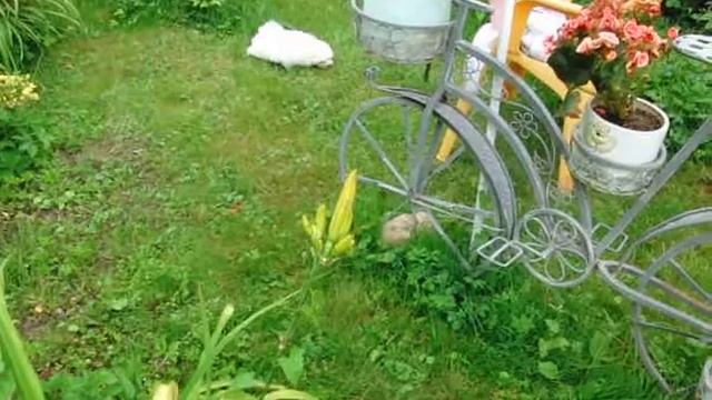 Паррима Арих Наследный Принц, 70 дней