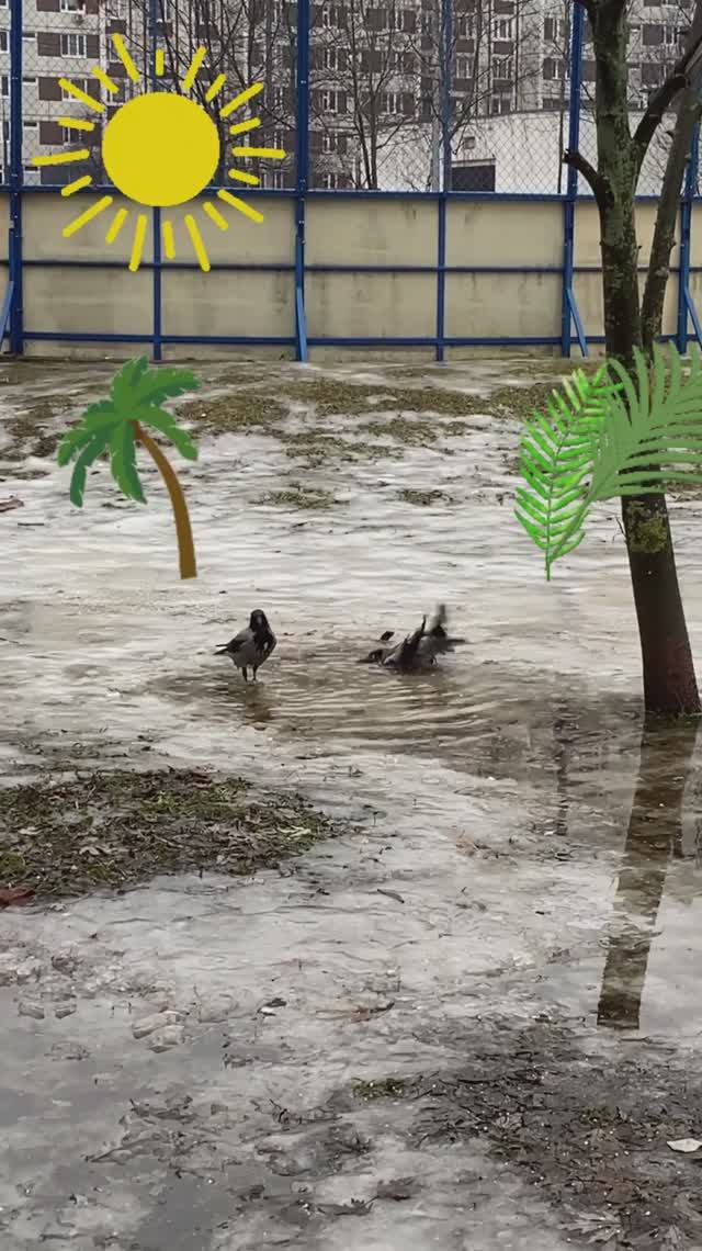 Вороны веселятся в холодной воде