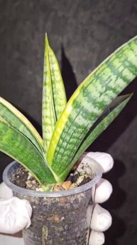 Сансевиерия Марша, Sansevieria Marsha