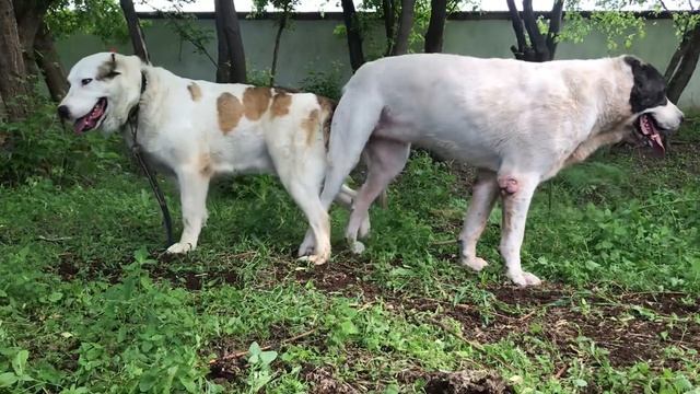 Карабас 85 кг Чемпион СНГ сын Карабай чемпион СНГ. Сандра дочь Чабан по низу Алапар и Бай