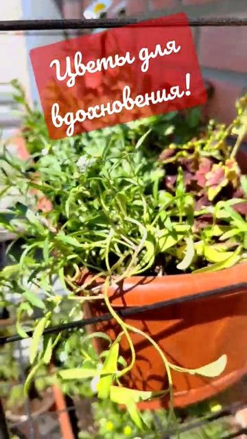 flowers - ARatnikova - timelapse #summer #flowers #garden #happy #ARatnikova #timelapse #relaxing