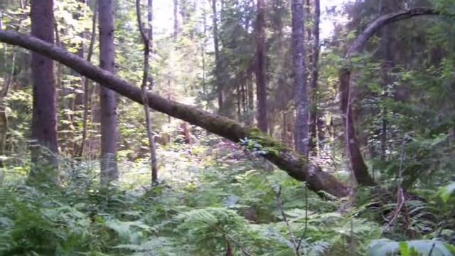 рябчик стандарт 029.MOV