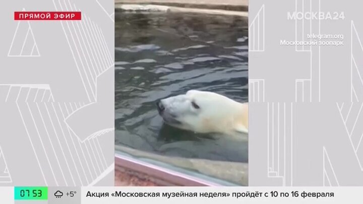 Белый медведь Терпей устроил заплывы в Московском зоопарке