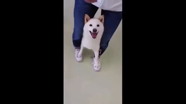 Прогулка Фени