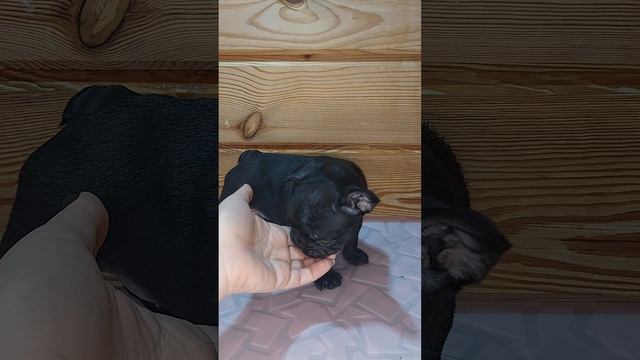 Девочка солид