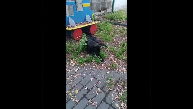 Привет из дома в Поводог Сочи. Была Пума стала Люция