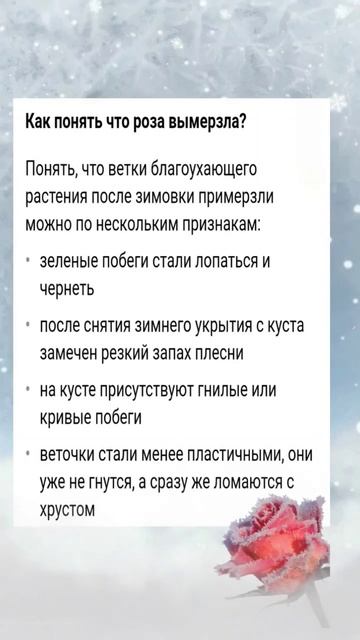 ЗАПОМНИ! ТЫ ХОРОШО УКРЫЛ РОЗЫ?