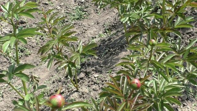 уход за однолетками