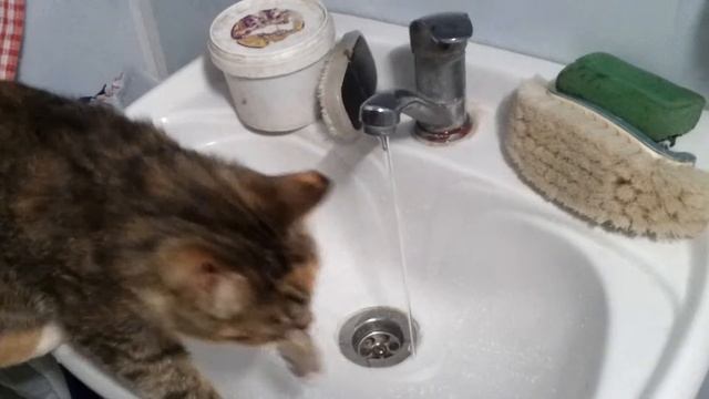 Cat drinking from the tap.Кошка пьет из под крана.
