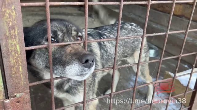 Мы в ответе за тех, кого приручили. Мэр Братска посетил городские приюты для животных