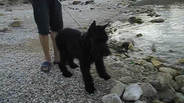 МИРА 14.09.УЕЗЖАЕТ. 4 мес. Роман-Кош  Пальмира, дочь Роман-Кош Ев