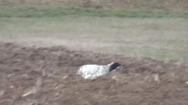 English Setter