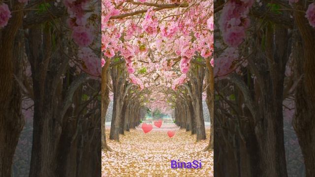 ''Любимый мой" Песни о любви от BinaSi