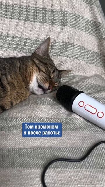 Я после работы... 😴

#релакс #котики