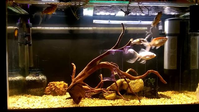 My Happy 150 Litre/40 Gal Comet Goldfish Tank