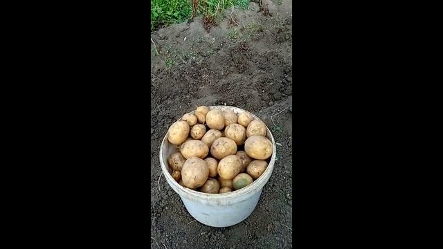 На картошке