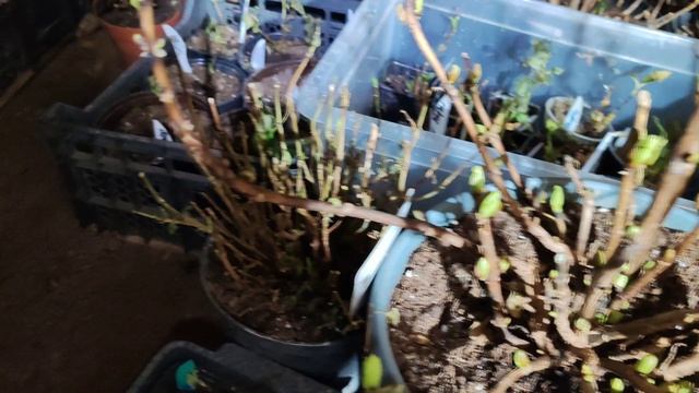 29.01.25.Крупнолистные начинают просыпаться. Когда вытаскивать?
