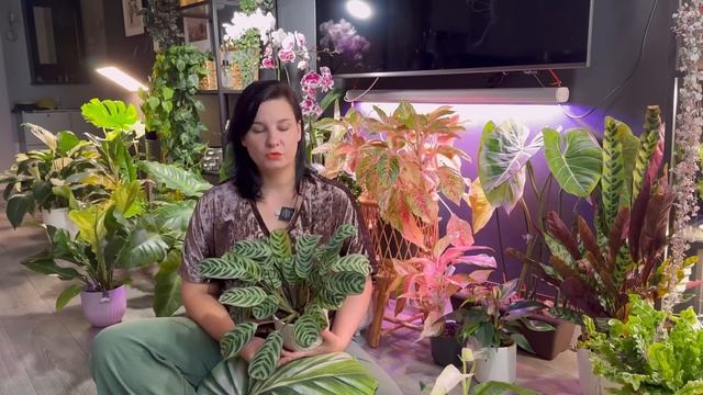 Недооцененные комнатные растения_ кому надо дать шанс и купить в коллекцию.
Евгения Лисова.