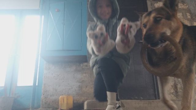 бесимся с пёсиком