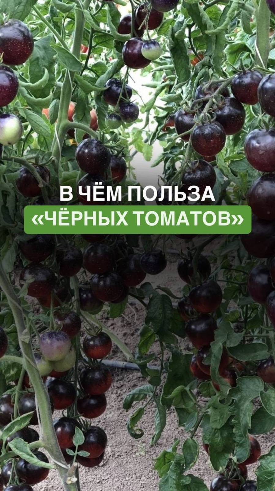 В чем польза «чёрных» томатов #черныетоматы #томат #гибрид #сад #огород #дача #антиоксиданты