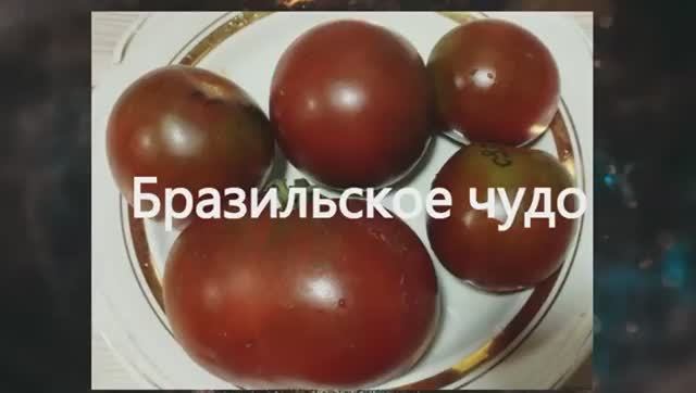 Эти томаты отлично подходят для консервирования. г. Киров