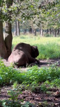 Зубры танцуют фристайл ( freestyle ) #shorts