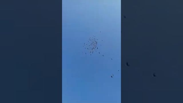 Николаевские голуби по дедовским 2018