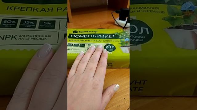 ГОЛУБЫЕ ЕЛИ ИЗ СЕМЯН! ПЕРВЫЕ ВСХОДЫ!