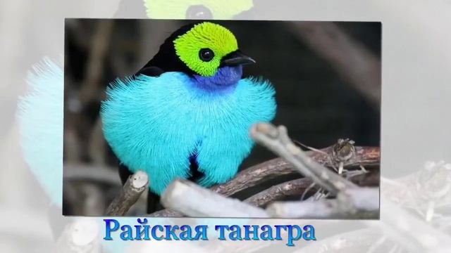 Самые красивые птицы планеты Земля.