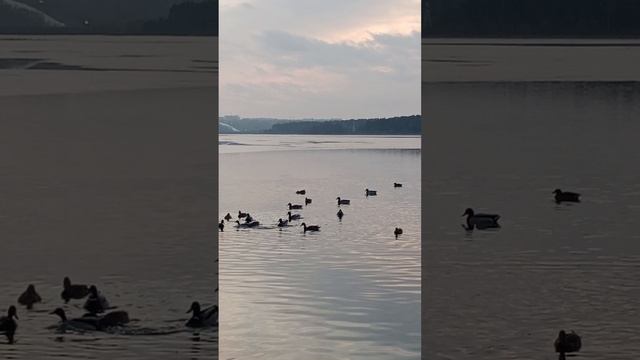 Яченское водохранилище.mp4
