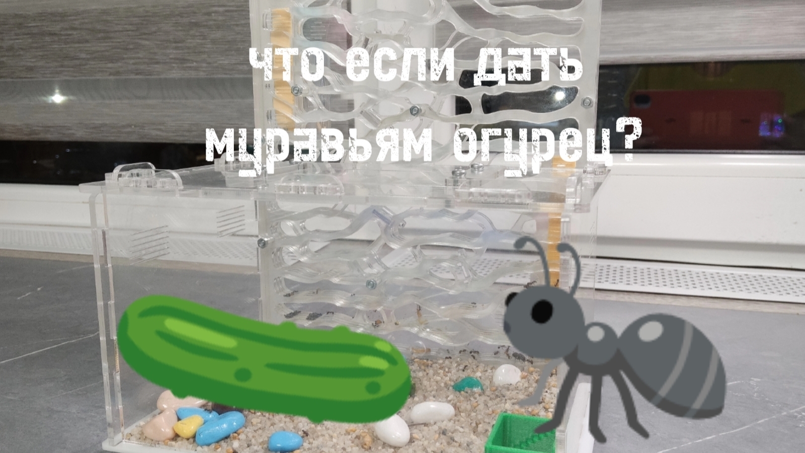 что будет если муравьям дать огурец? 🥒🐜