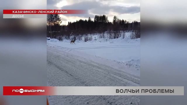 Стаи волков окружили село в Нукутском районе