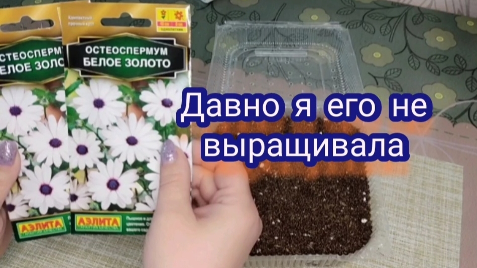 Сею остеоспермум. Надеюсь, всё получится
