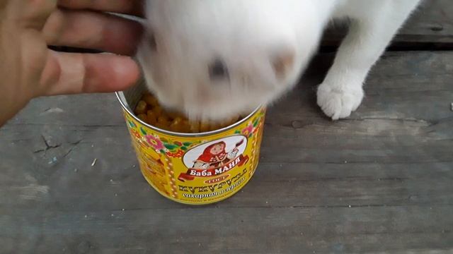 Кошки едят кукурузу. 2019-07-28 20-24-57