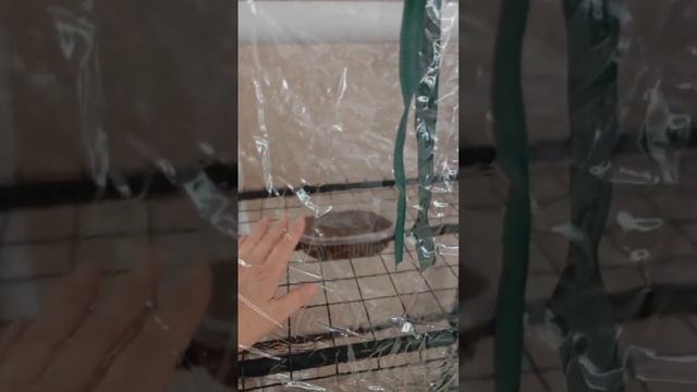 Сею эустомы. Высокорослые)