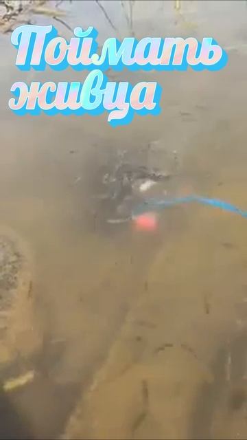 Поймать живца.