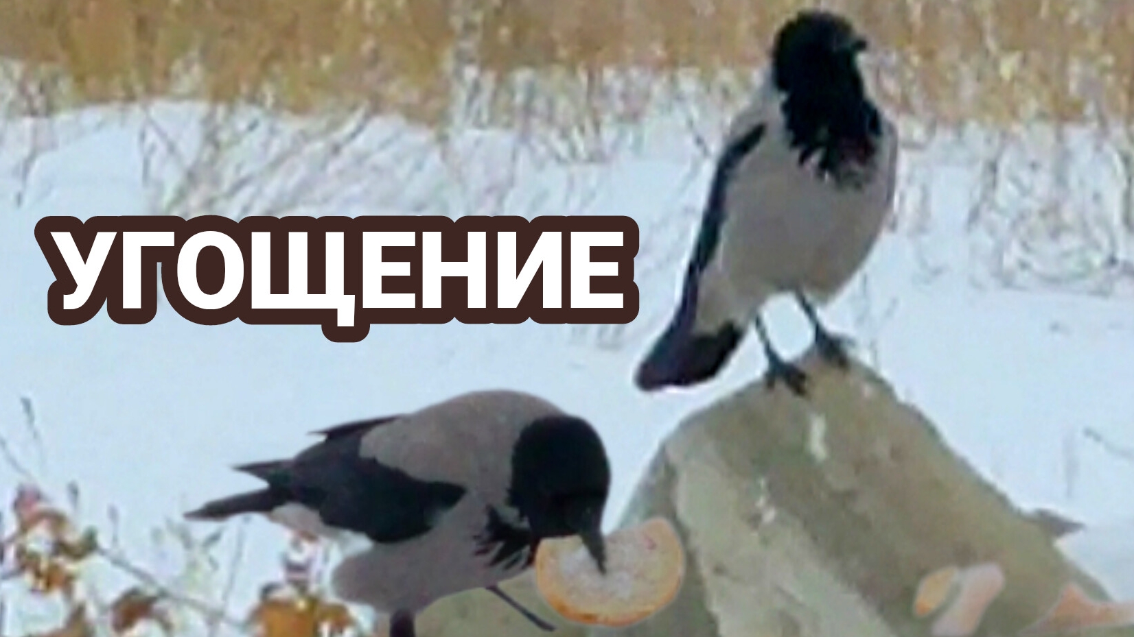 Благодарные вороны