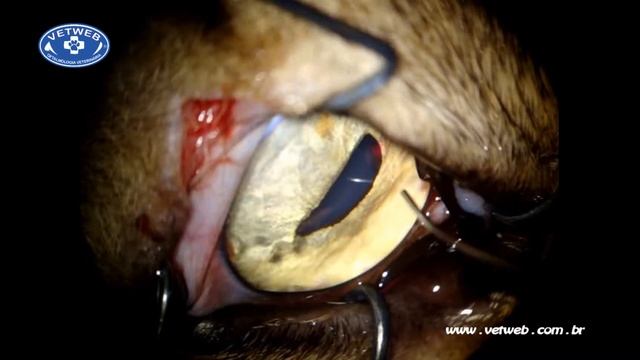 Iris cyst in a cat (Laser treatment)