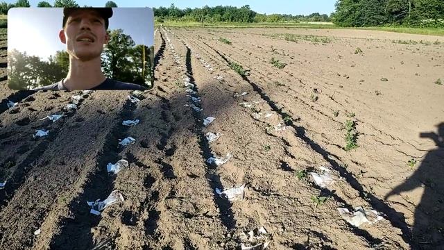 Виявляється так можна було робити. Кроплю раундапом кабачок і кавун