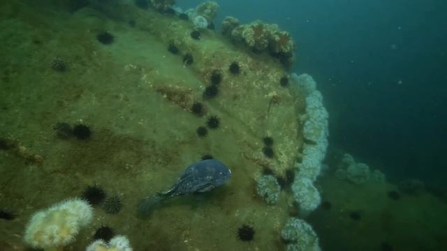 Рыба-лягушка (Aptocyclus Ventricosus)